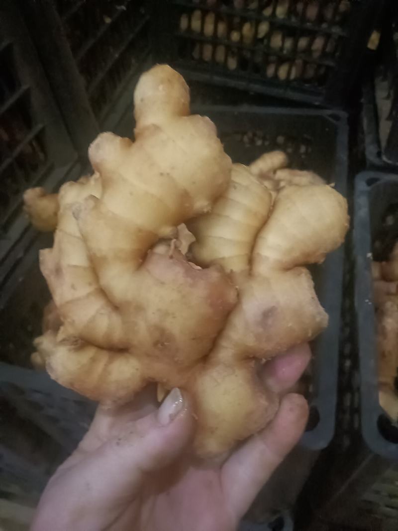 山东大姜风干大姜大量现货品质好对接电商市场大量发货