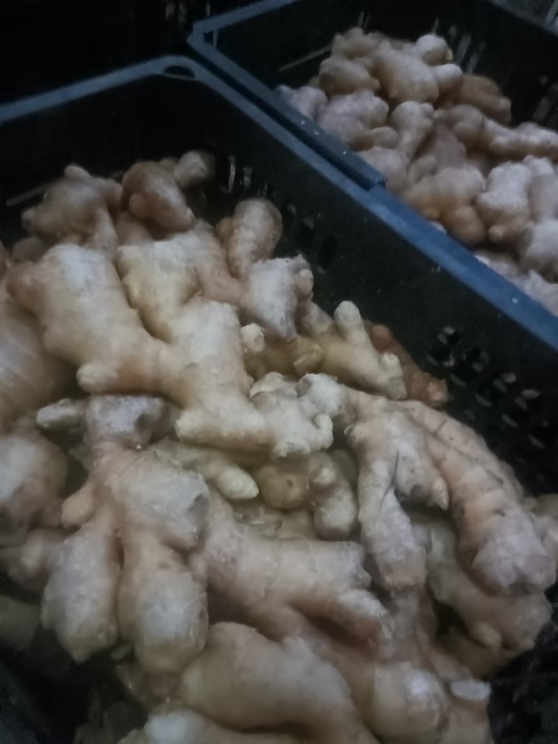 山东大姜风干大姜大量现货品质好对接电商市场大量发货