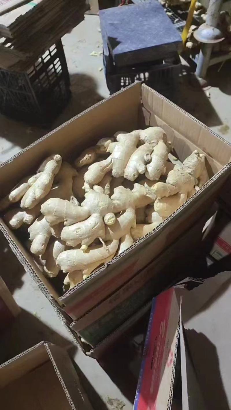 山东大姜风干大姜大量现货品质好对接电商市场大量发货