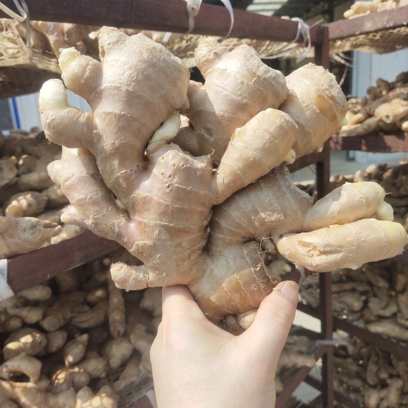 山东大姜风干大姜大量现货品质好对接电商市场大量发货