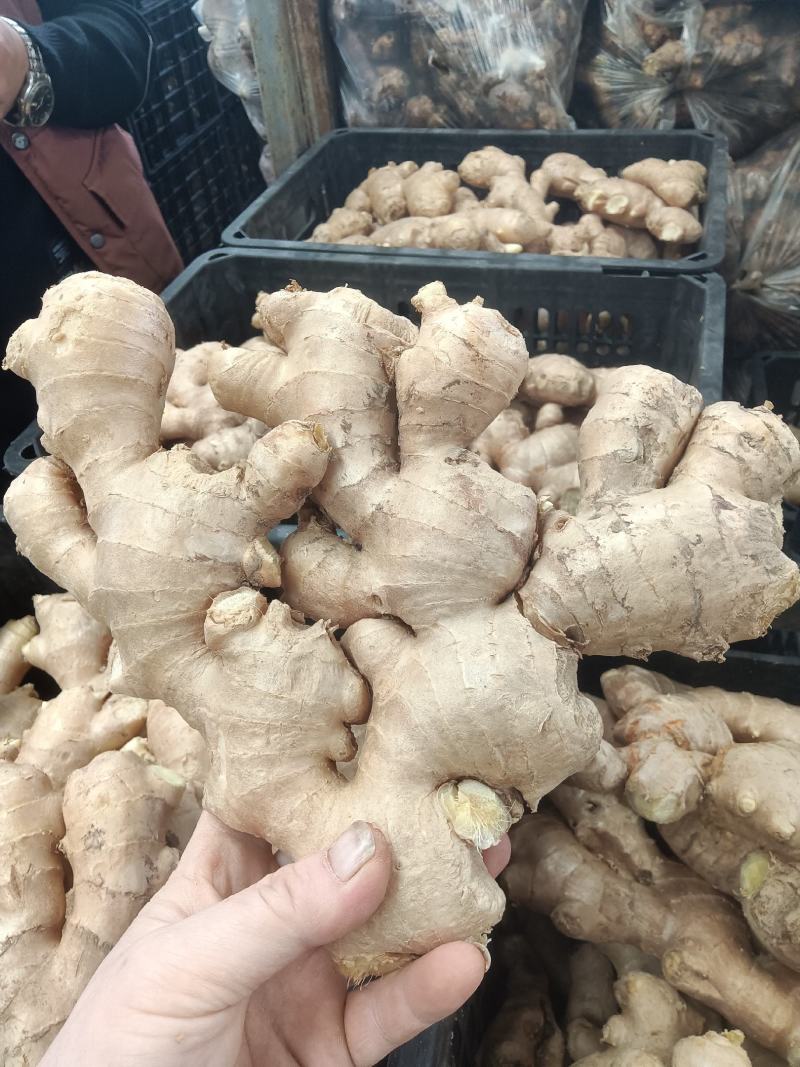 山东大姜风干大姜大量现货品质好对接电商市场大量发货
