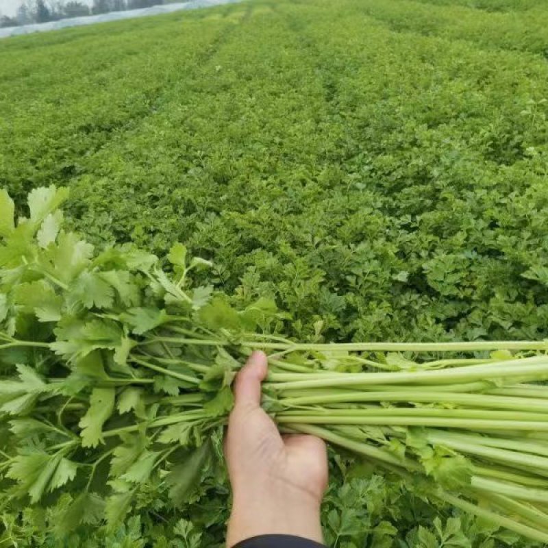 新鲜黄芹上市，不空心不老，不洗图为实图