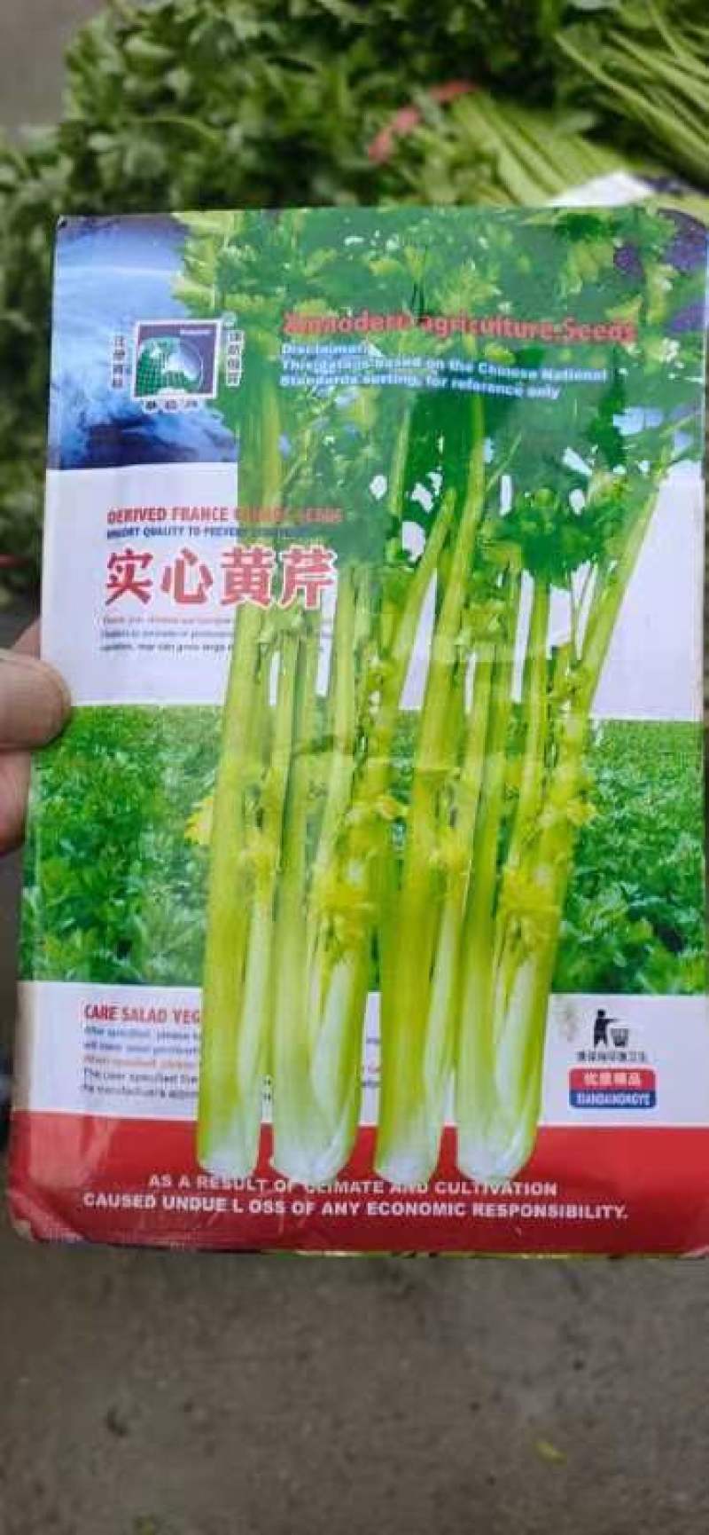 新鲜黄芹上市，不空心不老，不洗图为实图