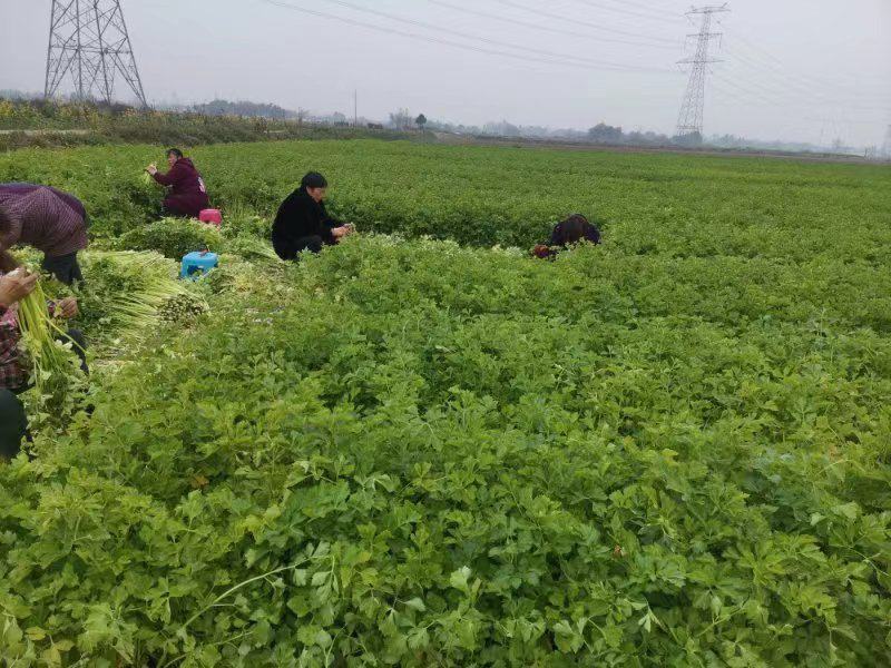 新鲜黄芹上市，不空心不老，不洗图为实图