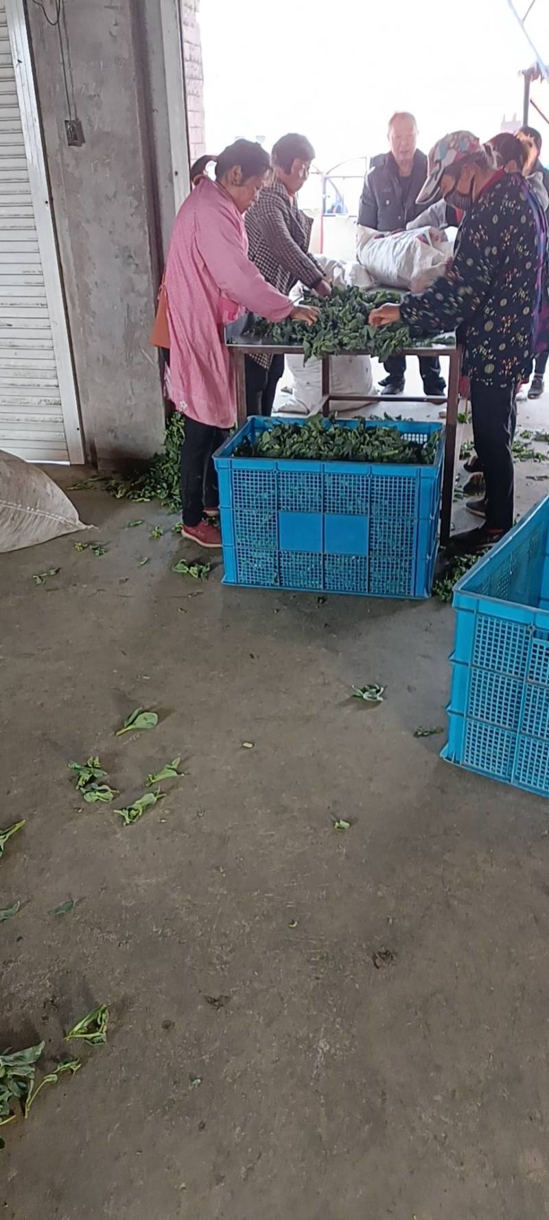 精品菜苔