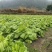 宽叶无筋青菜，你需要！我安排！