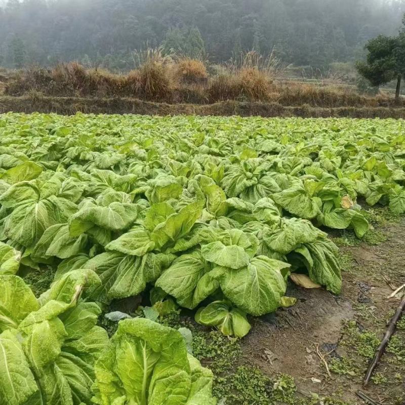 宽叶无筋青菜，你需要！我安排！
