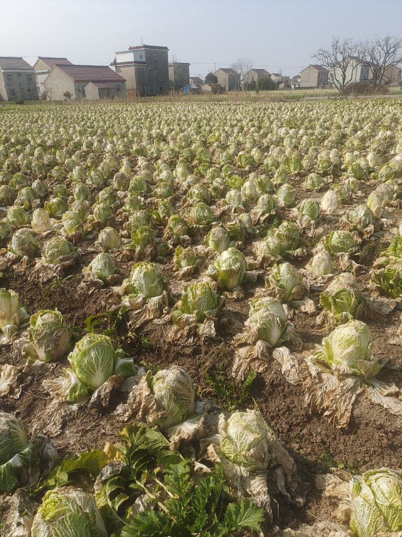 江苏甘蓝-圆包菜电商供货，一手货源产地代办，代发