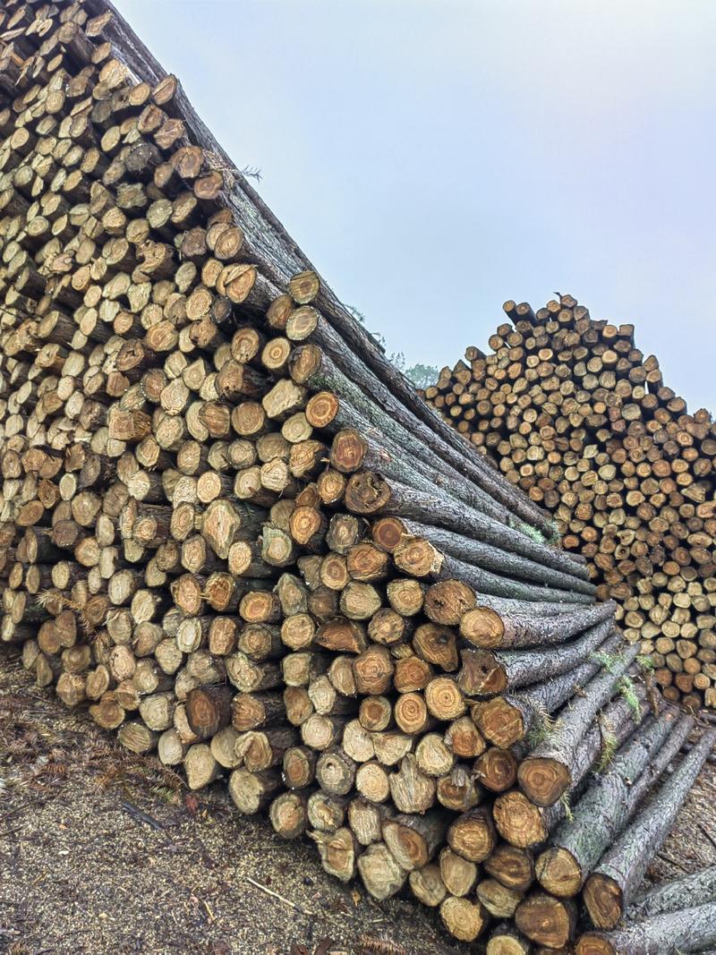 木桩杉木杆房梁撑杆