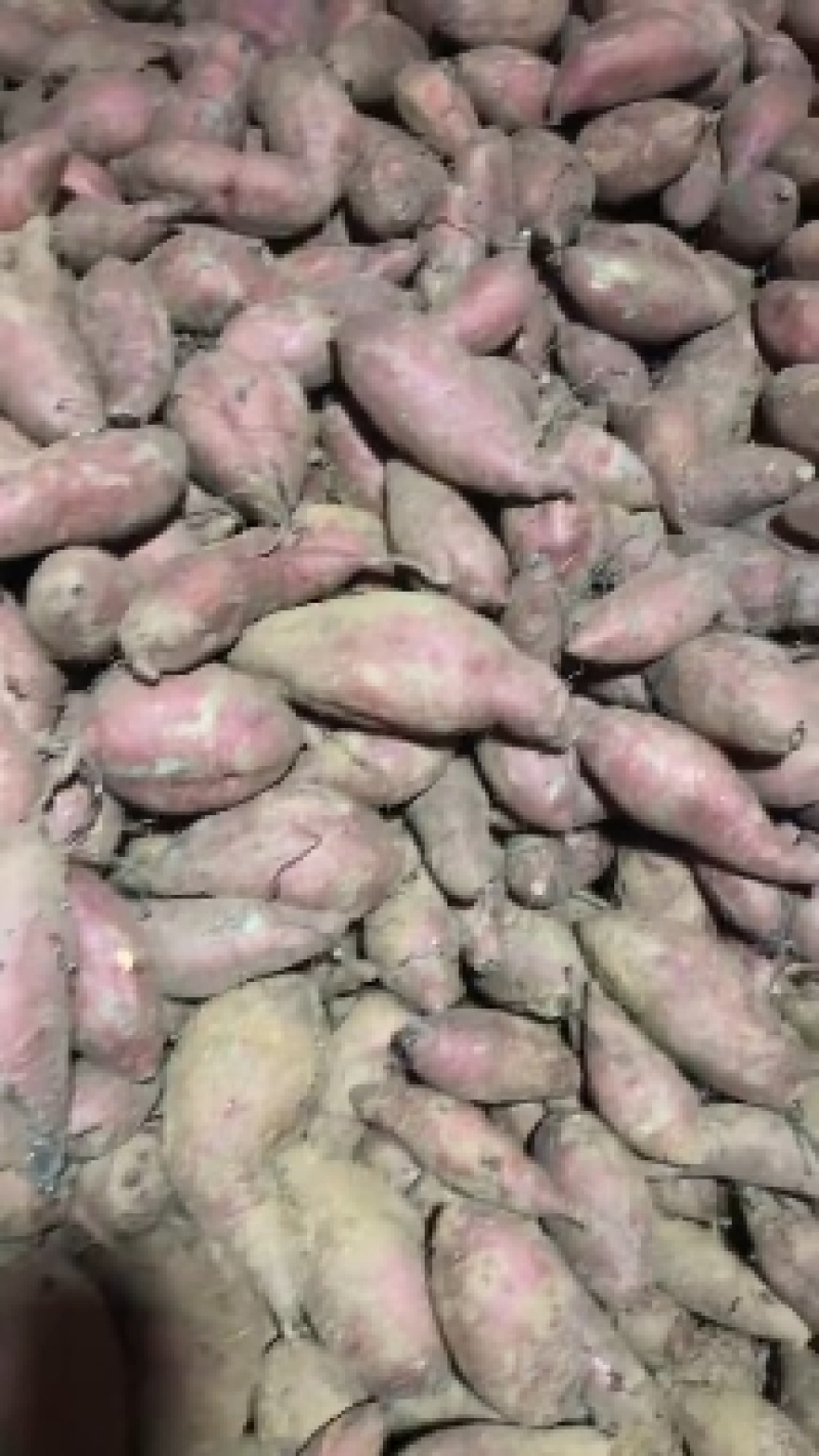 红薯地瓜山东地瓜品种齐全大量供应全国发货