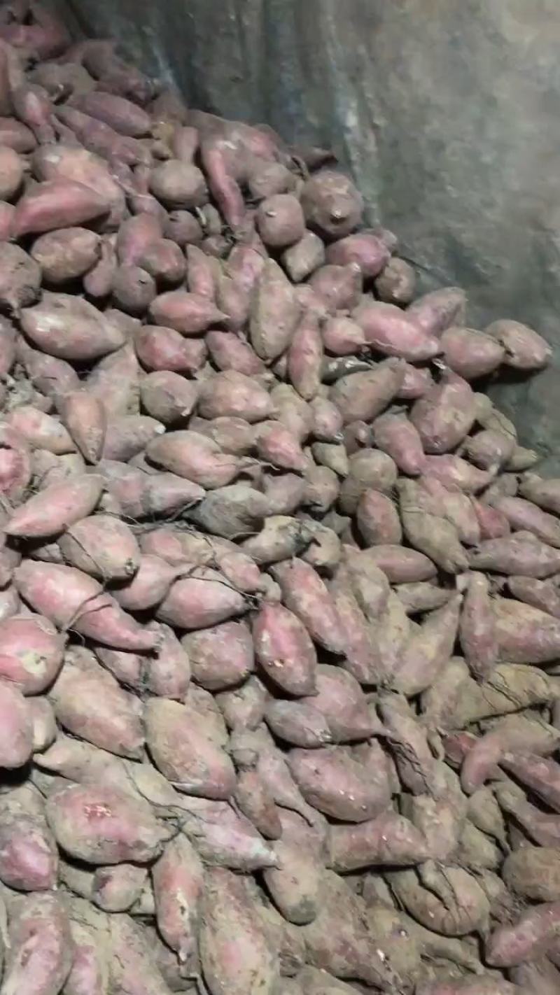 红薯地瓜山东地瓜品种齐全大量供应全国发货