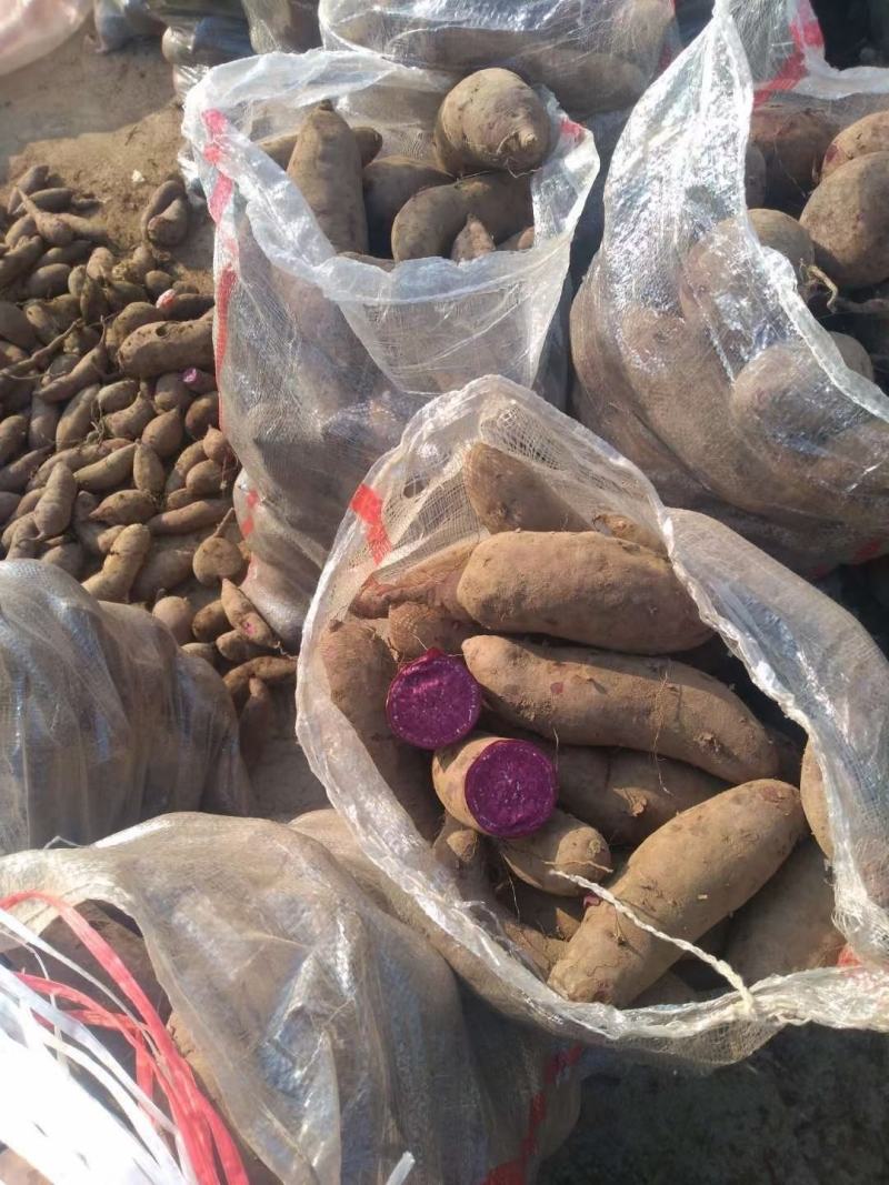 红薯地瓜山东地瓜品种齐全大量供应全国发货