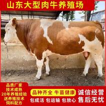 贵州西门塔尔牛犊繁殖母牛路损包赔买十头送一提供养殖技术