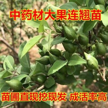 连翘树苗高产3号连翘苗大果药用连翘种植基地直邮