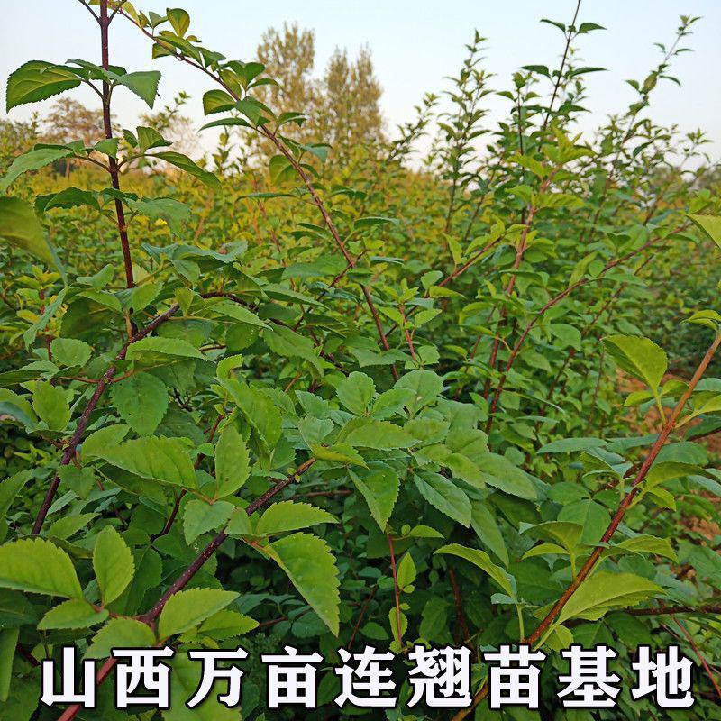 连翘树苗高产3号连翘苗大果药用连翘种植基地直邮