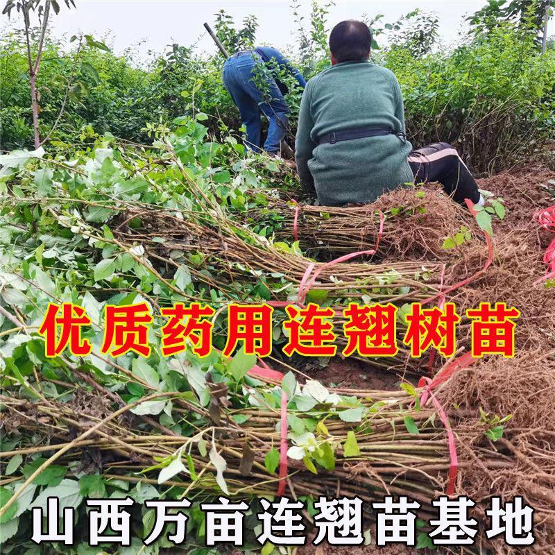 连翘树苗高产3号连翘苗大果药用连翘种植基地直邮