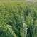 连翘树苗高产3号连翘苗大果药用连翘种植基地直邮