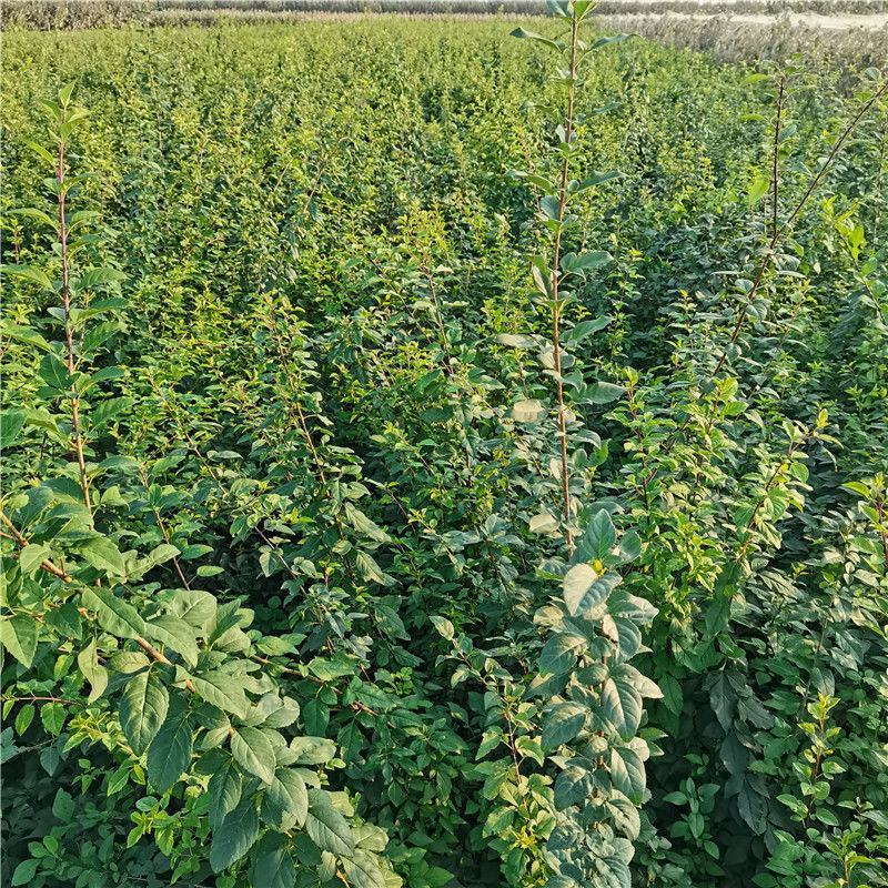 连翘树苗高产3号连翘苗大果药用连翘种植基地直邮