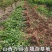连翘树苗高产3号连翘苗大果药用连翘种植基地直邮