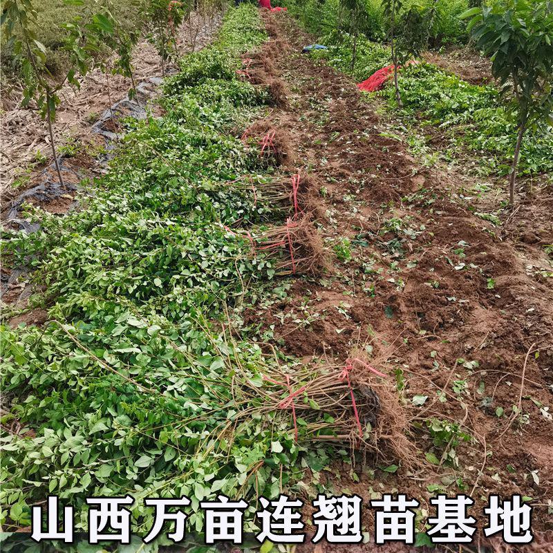 连翘树苗高产3号连翘苗大果药用连翘种植基地直邮