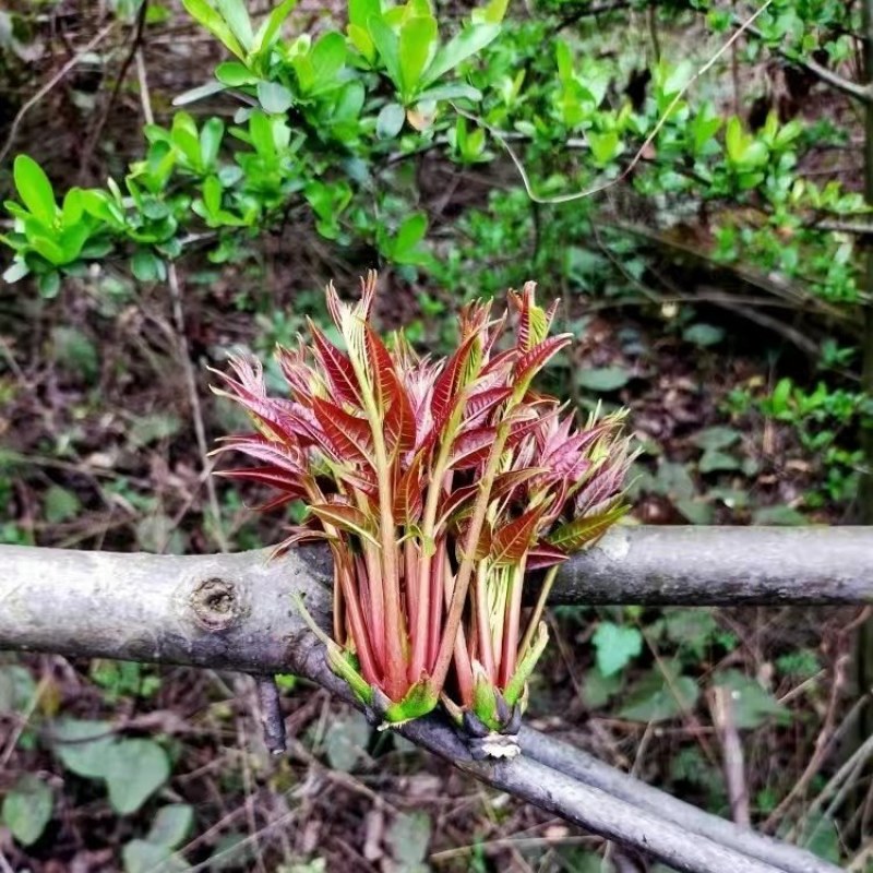 贵州野生头茬红油香椿芽露天野生香椿头茬可走量可代发