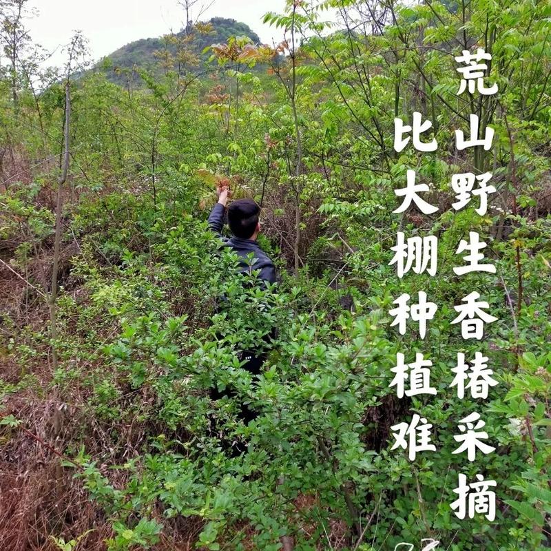 贵州野生头茬红油香椿芽露天野生香椿头茬可走量可代发