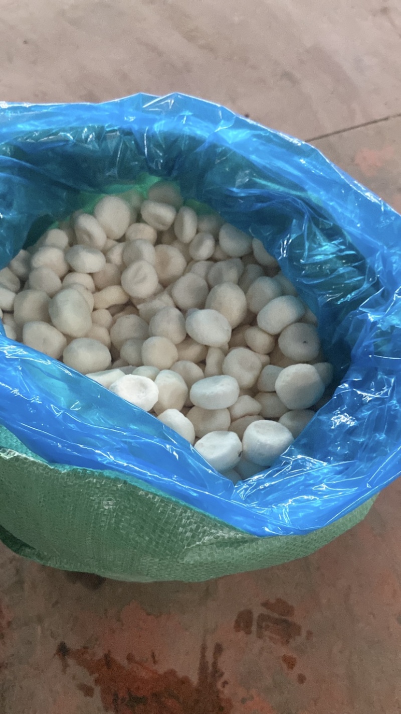 厂家批发速冻白马蹄荔浦马蹄圆马蹄速冻荸荠去皮马蹄批发