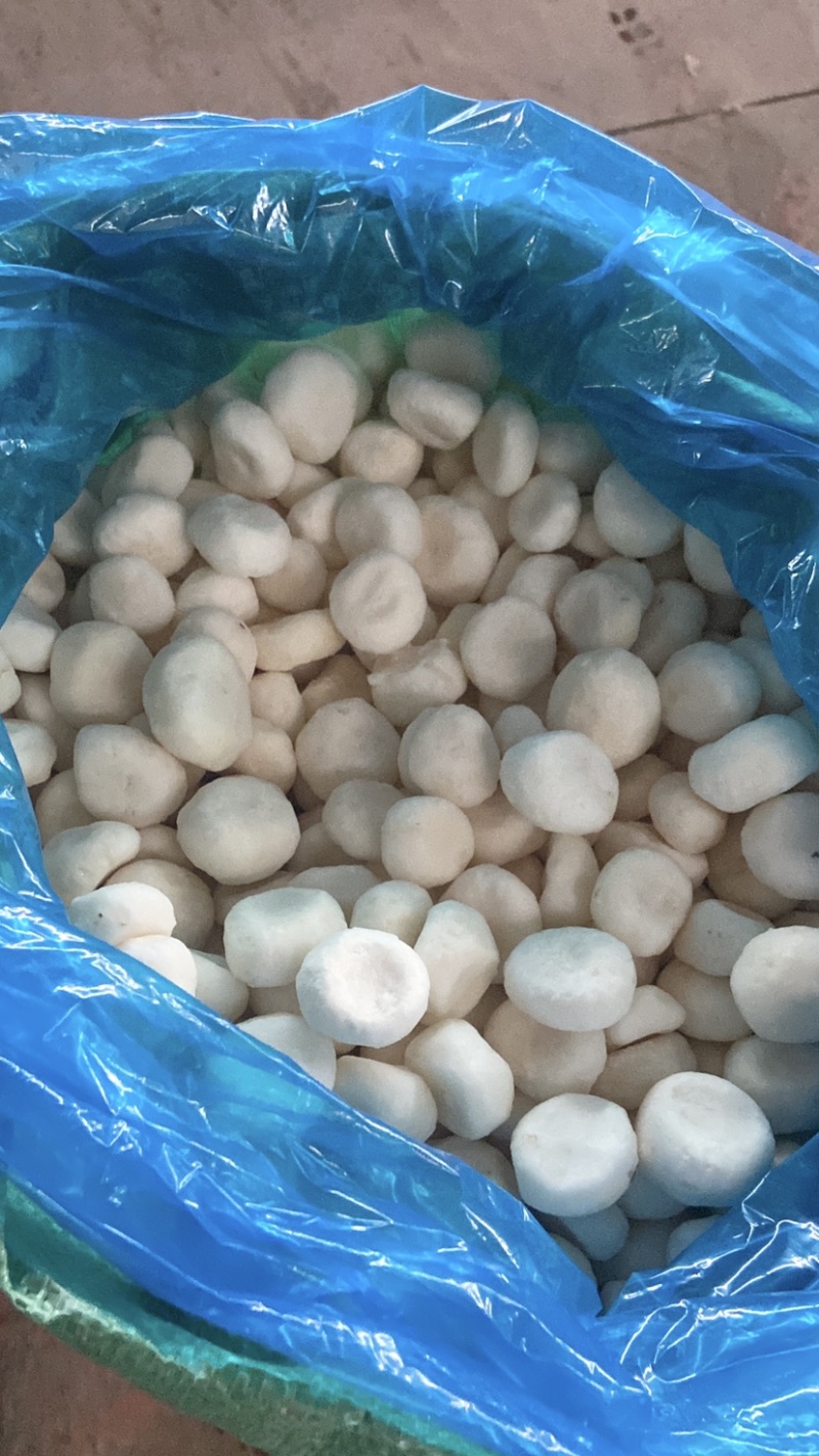 厂家批发速冻白马蹄荔浦马蹄圆马蹄速冻荸荠去皮马蹄批发