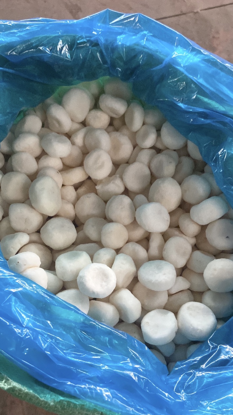 厂家批发速冻白马蹄荔浦马蹄圆马蹄速冻荸荠去皮马蹄批发