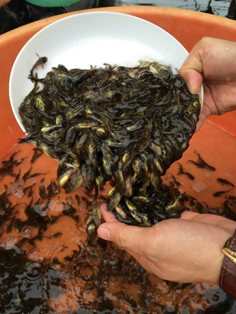 渔场直供黄骨鱼苗供应优质3公分黄桑鱼苗全国发货