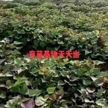 红薯苗