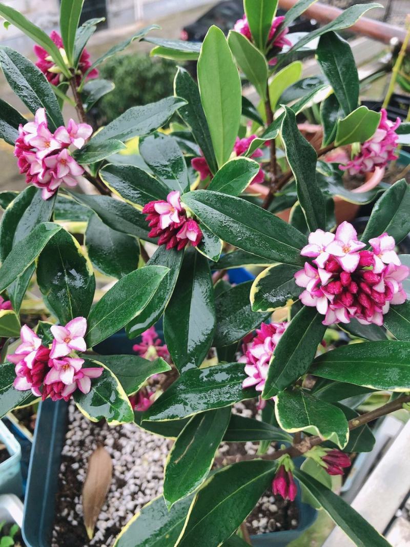 金边瑞香【金边瑞香】正是开花季节，满屋飘香