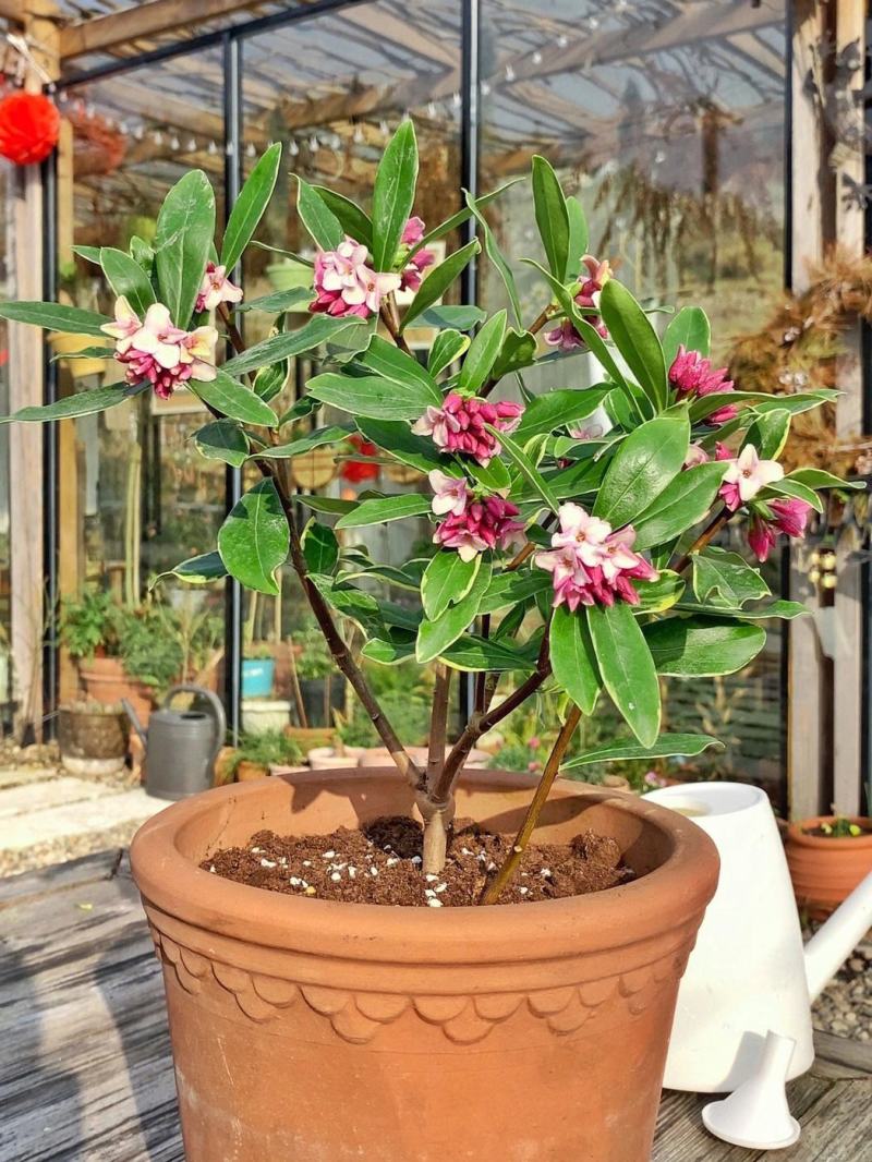金边瑞香【金边瑞香】正是开花季节，满屋飘香