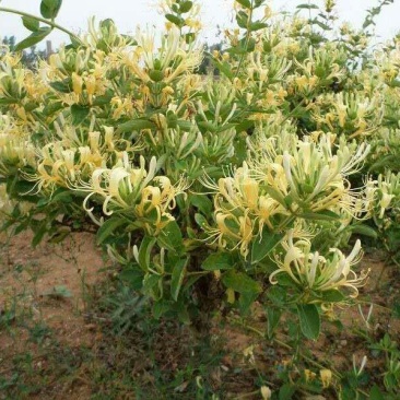 四季金银花苗，树型四季花，懒汉花，红色金银花。