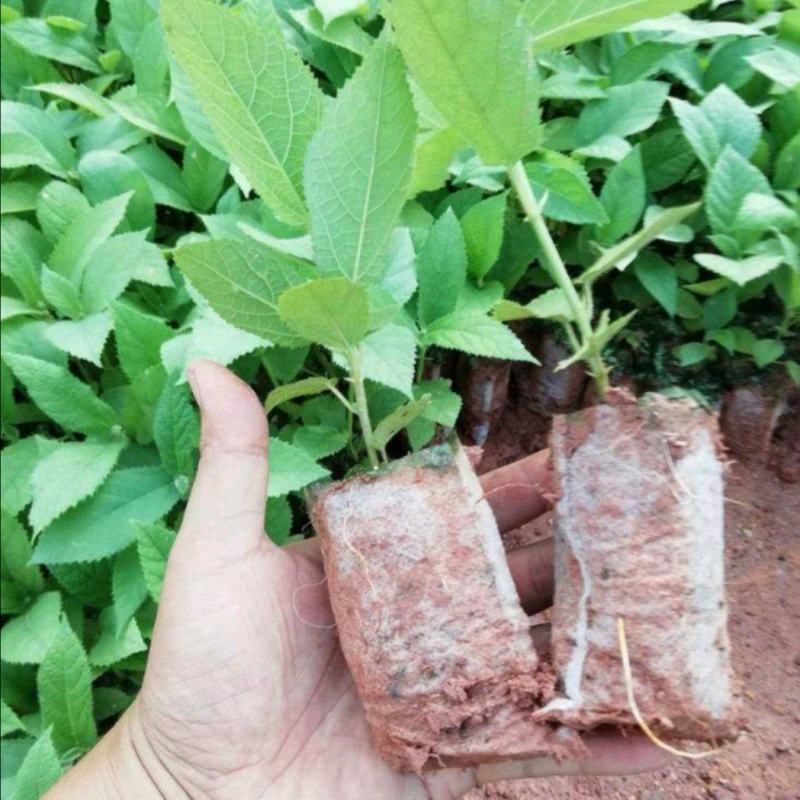 煲汤必备五指毛桃苗五指毛桃树苗南方庭院种植苗好种易活带土