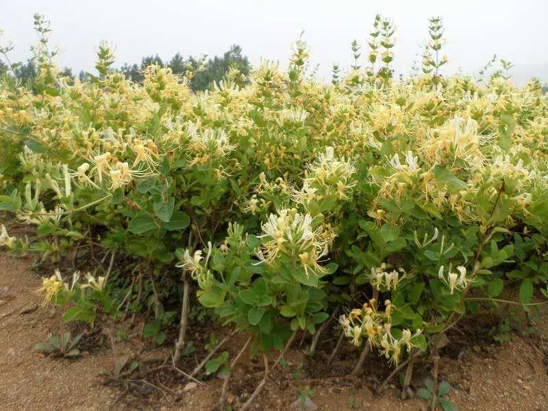 四季金银花苗，树型四季花，懒汉花，红色金银花。