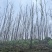 四川红香椿