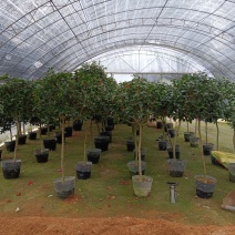 茶花四季绿植室内好养活基地发货长期供货欢迎咨询