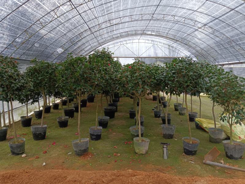 茶花四季绿植室内好养活基地发货长期供货欢迎咨询