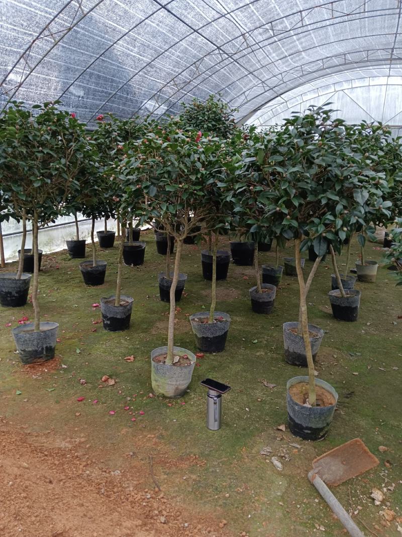 茶花四季绿植室内好养活基地发货长期供货欢迎咨询