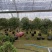 茶花四季绿植室内好养活基地发货长期供货欢迎咨询