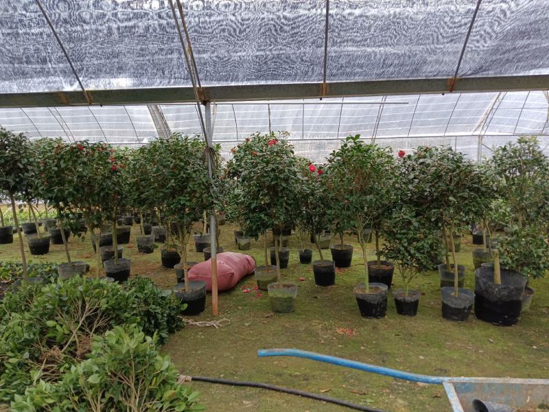茶花四季绿植室内好养活基地发货长期供货欢迎咨询