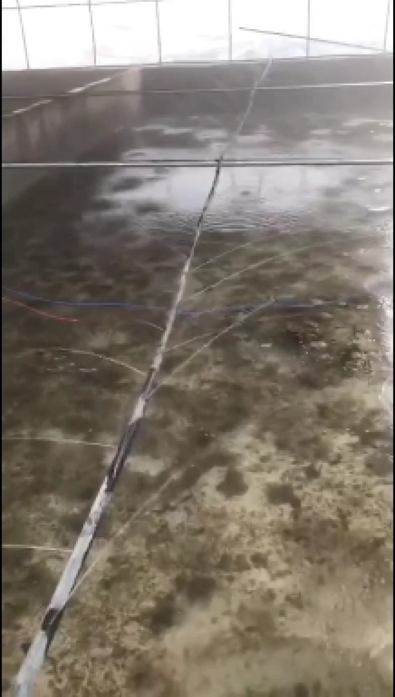 精选青蛙苗