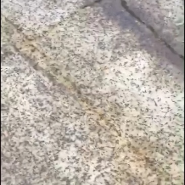 精选青蛙苗