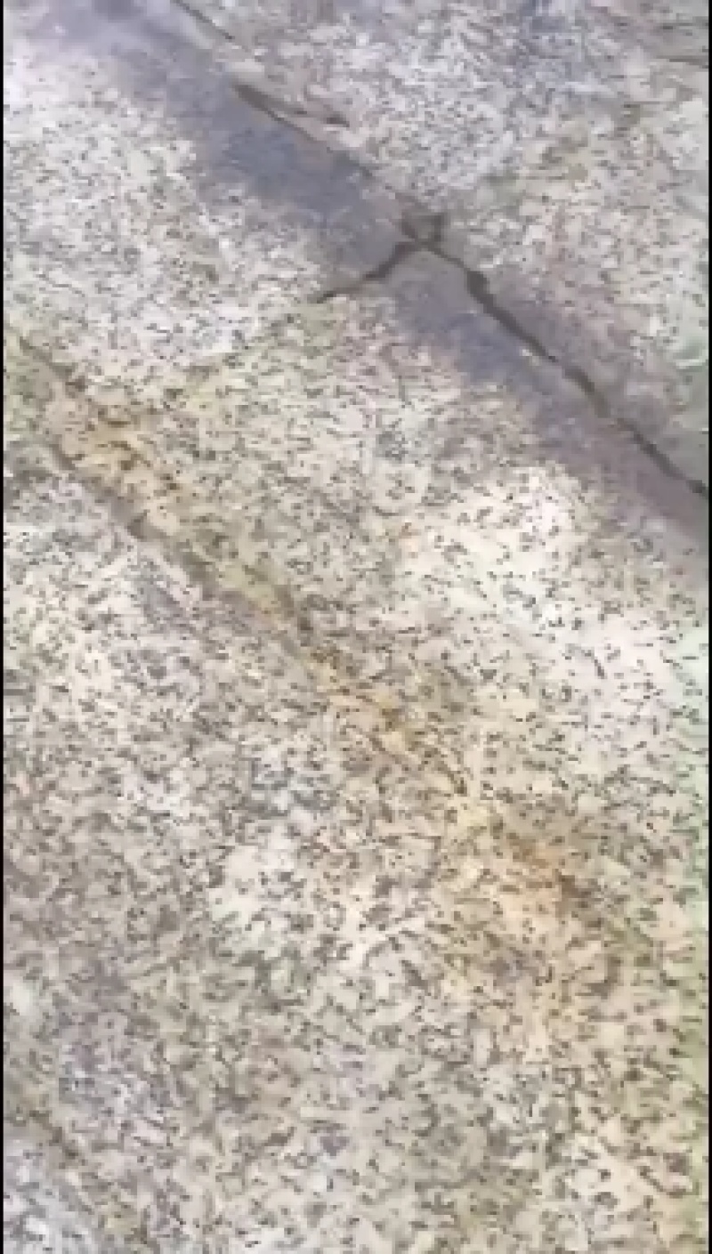 精选青蛙苗