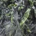 裙带菜烘干裙带菜烘水洗裙带菜压缩裙带菜海白菜