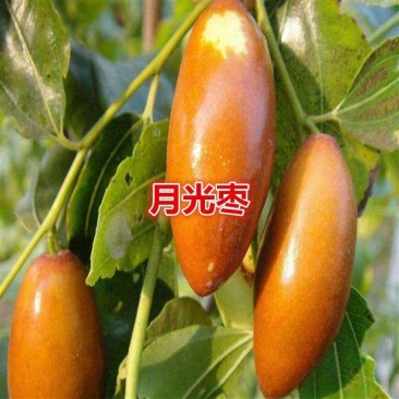 嫁接子弹头枣苗马牙枣苗盆栽地栽子弹头枣树苗月光枣树苗