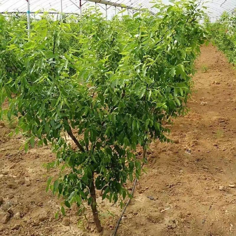 嫁接子弹头枣苗马牙枣苗盆栽地栽子弹头枣树苗月光枣树苗