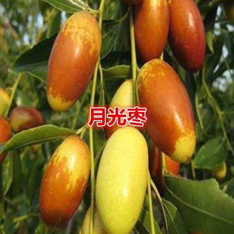 嫁接子弹头枣苗马牙枣苗盆栽地栽子弹头枣树苗月光枣树苗