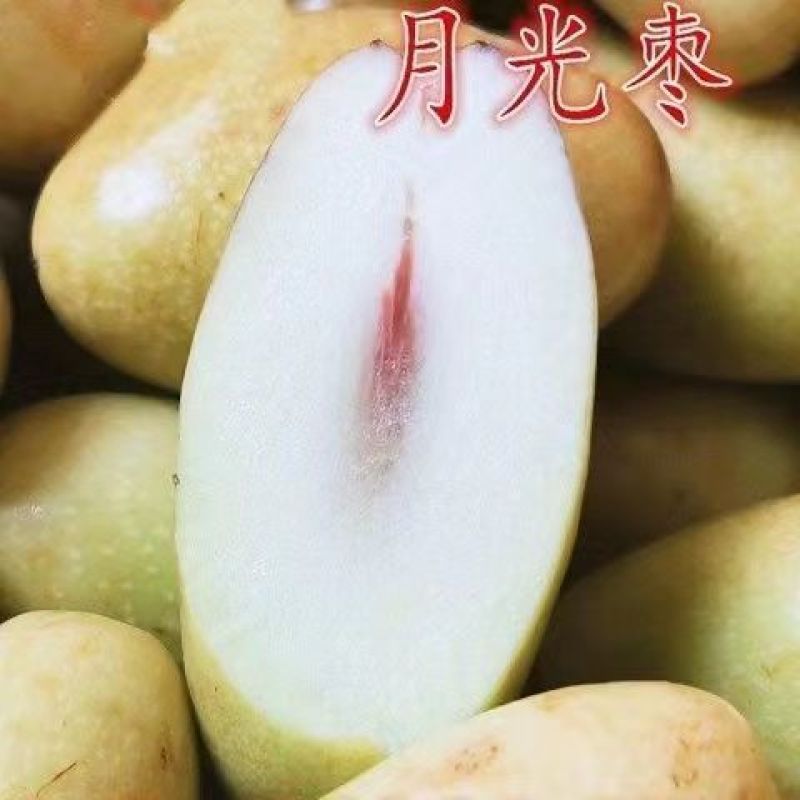 嫁接子弹头枣苗马牙枣苗盆栽地栽子弹头枣树苗月光枣树苗